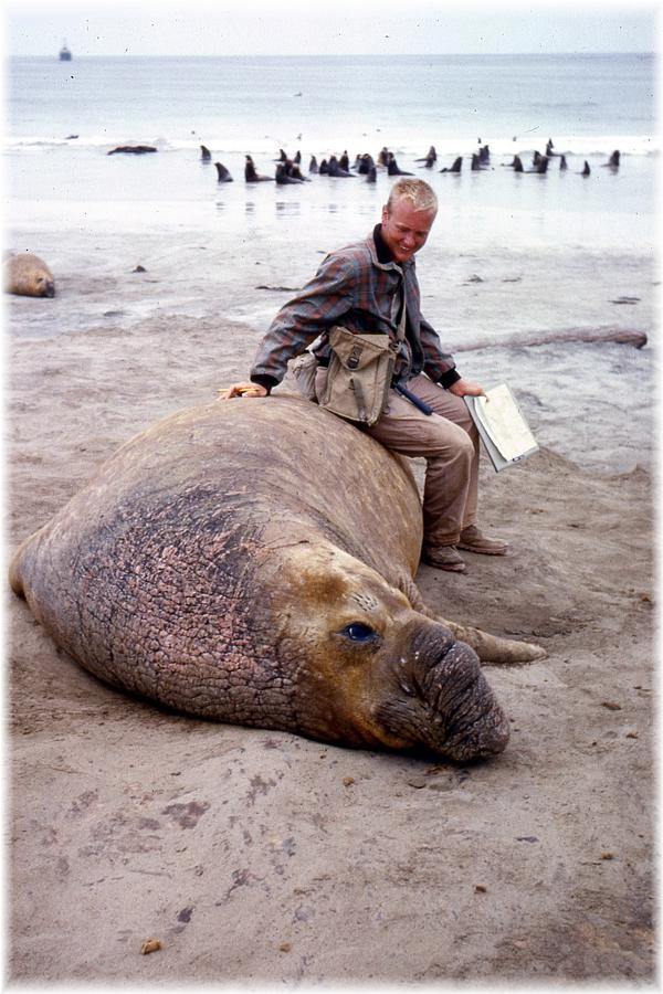 kent_condie_elephant_seal